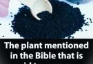 Plant in the Bible Said to Heal All Ailments