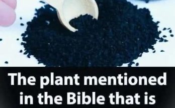 Plant in the Bible Said to Heal All Ailments