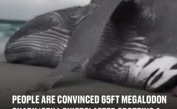 People are convinced 65ft megalodon shark ‘still exists’ after spotting a chilling 'clue'