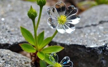 The Enigmatic Diphylleia Grayi Flower