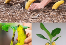 Plant a banana in the ground: it’s surprising what happens after 7 days