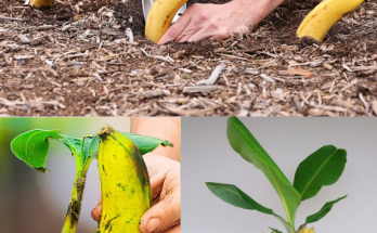 Plant a banana in the ground: it’s surprising what happens after 7 days