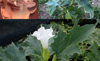 Beware the Deadly Beauty of Datura: Why You Should Steer Clear of These Toxic Plants