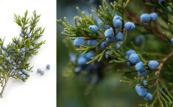 Juniper: A Comprehensive Guide to Its Incredible Benefits and Uses