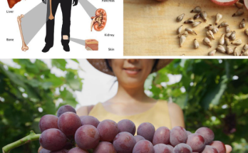 The Healthy Benefits Behind Grapeseed Extract: A Comprehensive Guide