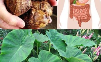 Taro (Colocasia esculenta): The Secret to Digestive and Colon Health