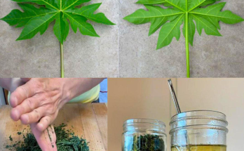 Papaya Leaves: A Versatile Natural Remedy for Health and Wellness