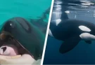 Creepy recording of orcas imitating human speech is leaving people amazed but extremely terrified