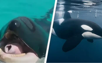 Creepy recording of orcas imitating human speech is leaving people amazed but extremely terrified