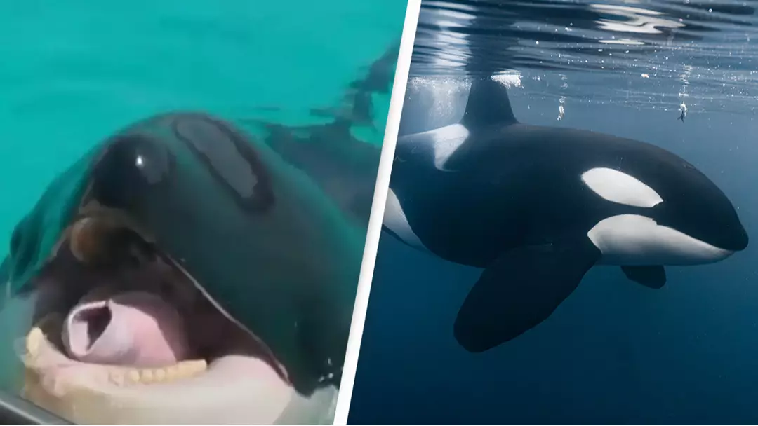 Creepy recording of orcas imitating human speech is leaving people amazed but extremely terrified