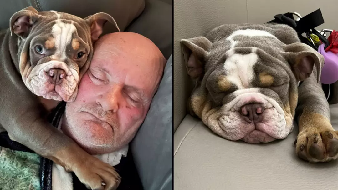 Owner explained how bulldog puppy ‘saved his life’ after chewing his toe to the bone while he was asleep