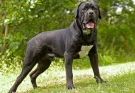 'New XL Bully' Cane Corso dogs explained as Jack Fincham is jailed after pet mauled a man