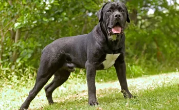 'New XL Bully' Cane Corso dogs explained as Jack Fincham is jailed after pet mauled a man