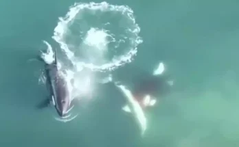 World's first aerial footage of killer whales hunting and killing great white sharks is nature at its scariest