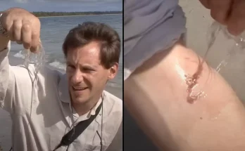 Man records moment he gets stung by 'most venomous creature on Earth' that can 'kill in minutes'