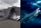 People are convinced 65ft megalodon shark ‘still exists’ after spotting a chilling 'clue' Updated 20:29 20 Jan 2025 GMT Published 20:28 20 Jan 2025 GMT People are convinced 65ft megalodon shark ‘still exists’ after spotting a chilling 'clue' Footage from a 2013 Discovery Channel documentary has resurfaced online, and people have questions Joshua Nair Joshua Nair Shark fans think that the extinct species known as the 'megalodon' still exists today, after footage from a documentary recirculated online. The prehistoric giant mackerel shark lived around 23 to 2.5 million years ago, and could be approximately 65ft (20m) in length and could weigh up to 60 tonnes. Essentially, the megalodon were some of the most terrifying creatures that ever called our seas home. For reference, they can be over three times bigger than great white sharks. Oh, and they're the largest shark in history. Some fans think that the megalodon is back (Getty Stock Photo) Some fans think that the megalodon is back (Getty Stock Photo) But some think that they could be back as a documentary about the megalodon that aired on the Discovery Channel back in 2013. It was titled Megalodon: The Shark Lives, and after resurfacing recently on YouTube, a lot of people seem to think that the chilling footage in the video could be telling about the pre-historic creature. With over seven million views, the video gruesomely shows a blue whale carcass that is beached off the coast of Hawaii, that looks to have been brutally attacked. Originally filmed in 2009, the blue whale's insides can be seen hanging out after being cut open by a predator, despite being the biggest animal in the world. This photo allegedly shows a six foot fin (Discovery Channel) This photo allegedly shows a six foot fin (Discovery Channel) A talking head the programme introduces as a marine biologist explained that the culprit had to be the size of a megalodon, as other scenes in the documentary claimed to show six foot tall fins poking out of the ocean near similar blue whale attacks, as people believed that megalodon could still be around. One user wrote in the comments: "Six percent of the ocean has been explored, still no sign of the megalodon, but that's only 6%. Megalodon could still be alive." Another added: "I believe in megalodon because we just explored 5% Of The Ocean... Its Lurking Down There...." But a third pointed out: "Megalodon was a surface dweller, I'm sure we'd of [sic] spotted it by now." And a fourth also said about one of the scenes: "That whale died and its guts exploded." Graphic images of dead whales were used in the documentary (Discovery/YouTube) Graphic images of dead whales were used in the documentary (Discovery/YouTube) But despite all of this footage and a whole documentary suggesting that the megalodon could have returned, a brief disclaimer at the start of the show said that the potential return of the species was not based on fact. The whole documentary was actually fake, or fiction, rather. Discovery Channel viewers couldn't believe it when they found out that Megalodon: The Shark Lives wasn't based on any actual scientific research, but instead used edited footage to make viewers believe that megalodon could still be in our waters. Ask any respected marine biologist though, and they'll tell you that this isn't the case. Shark expert David Shiffman was one person who certainly wasn't happy about the documentary, telling National Geographic it was a 'fiasco' and 'utter nonsense'.