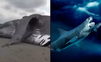 People are convinced 65ft megalodon shark ‘still exists’ after spotting a chilling 'clue' Updated 20:29 20 Jan 2025 GMT Published 20:28 20 Jan 2025 GMT People are convinced 65ft megalodon shark ‘still exists’ after spotting a chilling 'clue' Footage from a 2013 Discovery Channel documentary has resurfaced online, and people have questions Joshua Nair Joshua Nair Shark fans think that the extinct species known as the 'megalodon' still exists today, after footage from a documentary recirculated online. The prehistoric giant mackerel shark lived around 23 to 2.5 million years ago, and could be approximately 65ft (20m) in length and could weigh up to 60 tonnes. Essentially, the megalodon were some of the most terrifying creatures that ever called our seas home. For reference, they can be over three times bigger than great white sharks. Oh, and they're the largest shark in history. Some fans think that the megalodon is back (Getty Stock Photo) Some fans think that the megalodon is back (Getty Stock Photo) But some think that they could be back as a documentary about the megalodon that aired on the Discovery Channel back in 2013. It was titled Megalodon: The Shark Lives, and after resurfacing recently on YouTube, a lot of people seem to think that the chilling footage in the video could be telling about the pre-historic creature. With over seven million views, the video gruesomely shows a blue whale carcass that is beached off the coast of Hawaii, that looks to have been brutally attacked. Originally filmed in 2009, the blue whale's insides can be seen hanging out after being cut open by a predator, despite being the biggest animal in the world. This photo allegedly shows a six foot fin (Discovery Channel) This photo allegedly shows a six foot fin (Discovery Channel) A talking head the programme introduces as a marine biologist explained that the culprit had to be the size of a megalodon, as other scenes in the documentary claimed to show six foot tall fins poking out of the ocean near similar blue whale attacks, as people believed that megalodon could still be around. One user wrote in the comments: "Six percent of the ocean has been explored, still no sign of the megalodon, but that's only 6%. Megalodon could still be alive." Another added: "I believe in megalodon because we just explored 5% Of The Ocean... Its Lurking Down There...." But a third pointed out: "Megalodon was a surface dweller, I'm sure we'd of [sic] spotted it by now." And a fourth also said about one of the scenes: "That whale died and its guts exploded." Graphic images of dead whales were used in the documentary (Discovery/YouTube) Graphic images of dead whales were used in the documentary (Discovery/YouTube) But despite all of this footage and a whole documentary suggesting that the megalodon could have returned, a brief disclaimer at the start of the show said that the potential return of the species was not based on fact. The whole documentary was actually fake, or fiction, rather. Discovery Channel viewers couldn't believe it when they found out that Megalodon: The Shark Lives wasn't based on any actual scientific research, but instead used edited footage to make viewers believe that megalodon could still be in our waters. Ask any respected marine biologist though, and they'll tell you that this isn't the case. Shark expert David Shiffman was one person who certainly wasn't happy about the documentary, telling National Geographic it was a 'fiasco' and 'utter nonsense'.