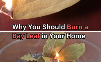 12 Things That Happen When You Burn a Bay Leaf at Home Every Night