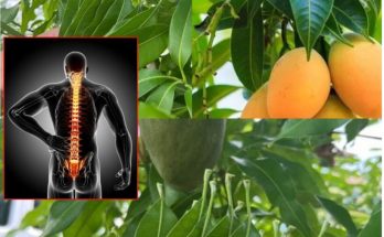 The Remarkable Health Benefits of Mango Leaves