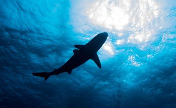 Tourist loses both her hands in horror shark attack