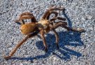 Pilot suffers allergic reaction after being bitten by tarantula mid-flight