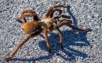 Pilot suffers allergic reaction after being bitten by tarantula mid-flight