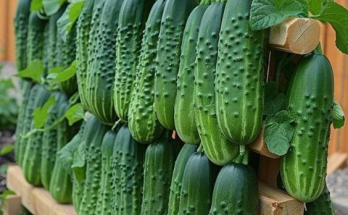 10 Stages to Successfully Plant and Grow Cucumbers