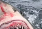 Insane moment a huge great white shark attacks a fishing boat in rare footage