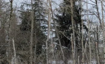 You've got the 'eyes of a sniper' if you can spot the bird hiding in the woods within five seconds