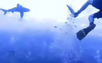 Brit who filmed vicious YouTube shark attack video where you can hear the scream is still haunted by it