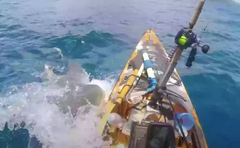 Terrifying GoPro footage shows moment 'man is nearly eaten' by tiger shark