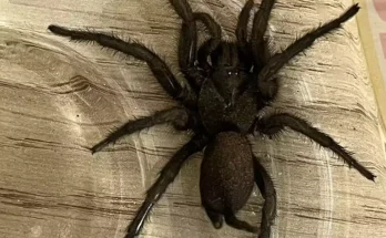 Urgent warning to Brits as venomous 'Europe's largest spider' arrives in UK