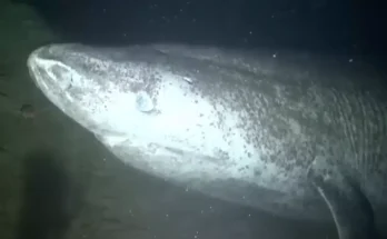 People left terrified of deep sea after camera captures chilling footage of huge 400-year-old creature