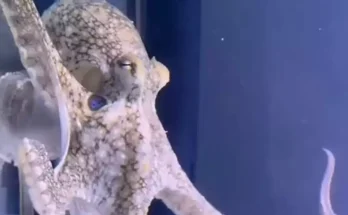 Family bought pet octopus for nine-year-old son that went on to destroy their home