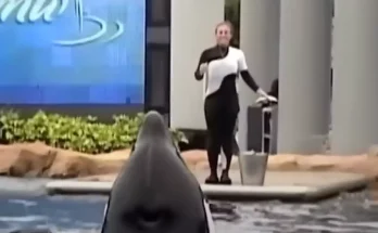 Chilling image shows final moment before orca found with dead SeaWorld trainer in its mouth